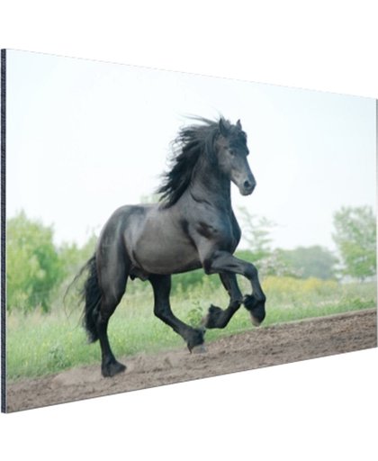 Prachtig zwart paard Aluminium 90x60 cm - Foto print op Aluminium (metaal wanddecoratie)