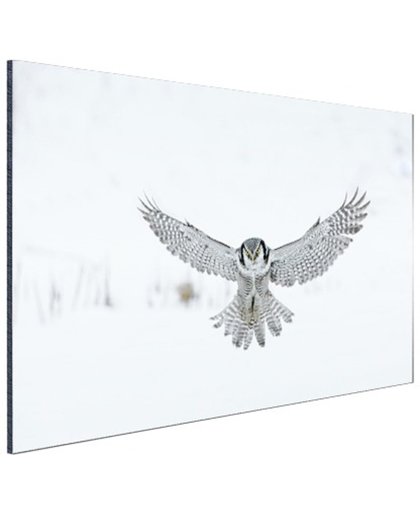 Vliegende Hawkuil Aluminium 30x20 cm - Foto print op Aluminium (metaal wanddecoratie)