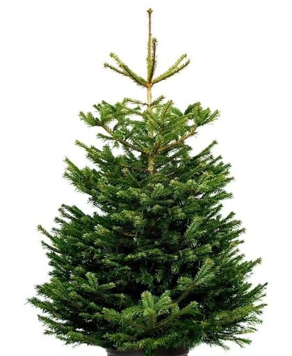 Echte kerstboom Nordmann Excellent 125-150cm