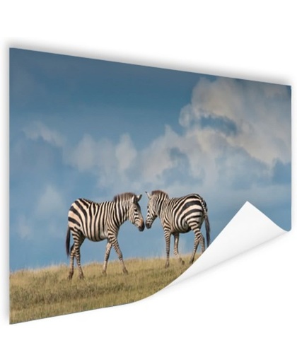 Verliefde zebras fotoafdruk Poster 150x75 cm - Foto print op Poster (wanddecoratie)