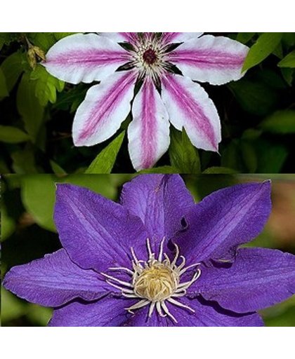 2 Clematis klimplanten: Clematis The President & Clematis Nelly Moser