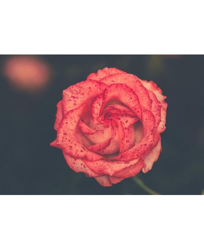 Rozen Behang | Eenzame mooie roos | 363 x 250 cm | Extra Sterk Vinyl Behang