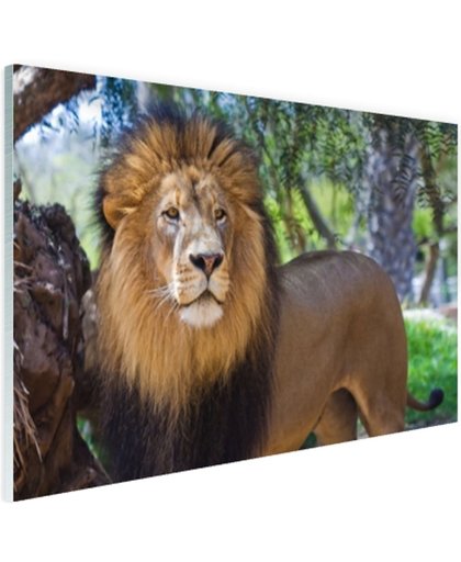 Staande mannelijke leeuw Glas 120x80 cm - Foto print op Glas (Plexiglas wanddecoratie)