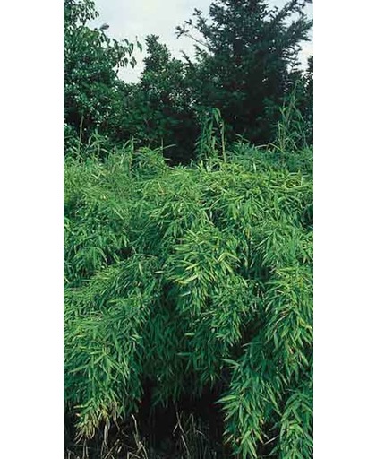 Fargesia Murieliae 'Simba' - Japanse Bamboe 60- 80cm in pot