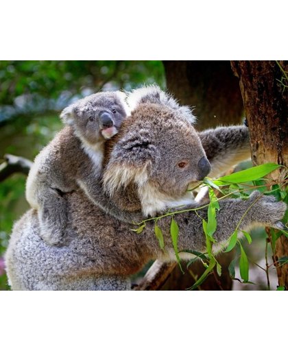 Diamond Painting Koala met jong - 80 x 100 cm FULL (Volledige bedekking, vierkante steentjes)