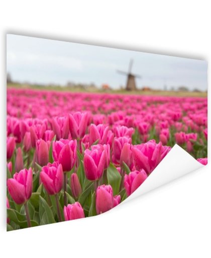 Roze tulpen en windmolen Poster 150x75 cm - Foto print op Poster (wanddecoratie)