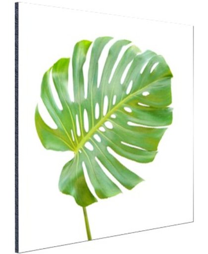 Blad van een gatenplant botanisch Aluminium 30x20 cm - Foto print op Aluminium (metaal wanddecoratie)