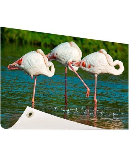 Europese flamingos in het water Tuinposter 60x40 cm - Foto op Tuinposter (tuin decoratie)