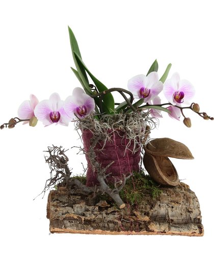 Orchidee creatie op boomschors - Calming trees