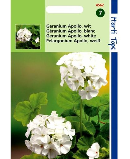 Geranium Apollo - Pelargonium zonale - set van 3 stuks