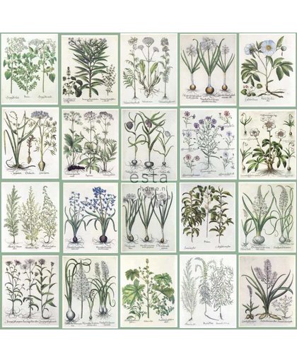 vlies wallpaper XXL bladzijden botanisch bloemen en planten boek licht warm grijs en groen - 158826 van ESTAhome.nl