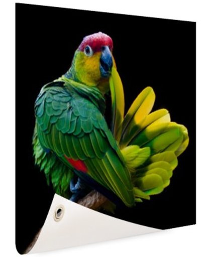 Papegaai afdruk Tuinposter 200x100 cm - Foto op Tuinposter (tuin decoratie)