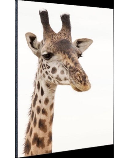Portret van een giraffe Aluminium 60x90 cm - Foto print op Aluminium (metaal wanddecoratie)