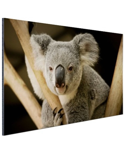 Portret rustende koala Aluminium 60x40 cm - Foto print op Aluminium (metaal wanddecoratie)