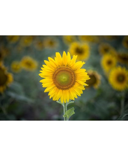 Zonnebloemen Behang | Kleine zonnebloem op veld | 375 x 250 cm | Extra Sterk Vinyl Behang