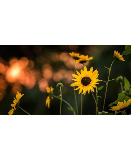Zonnebloemen Behang | Leuke zonnebloemen bij schemering | 464 x 250 cm | Extra Sterk Vinyl Behang
