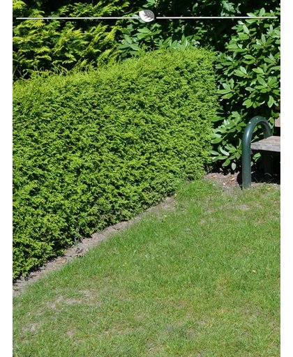 Westerse Levensboom Thuja Brabant 80-100 cm, 35x haagplant, incl. bezorging
