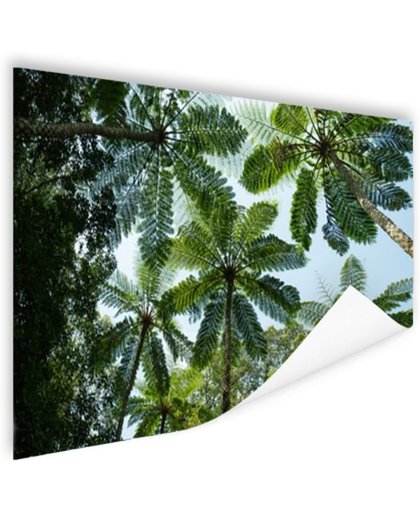 Bomen en bladeren in jungle Poster 120x80 cm - Foto print op Poster (wanddecoratie)