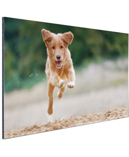 Rennende hond foto Aluminium 30x20 cm - Foto print op Aluminium (metaal wanddecoratie)