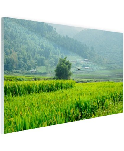 Rijstvelden in Azie foto Glas 60x40 cm - Foto print op Glas (Plexiglas wanddecoratie)