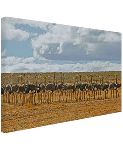 Kudde struisvogels fotoafdruk Canvas 80x60 cm - Foto print op Canvas schilderij (Wanddecoratie)
