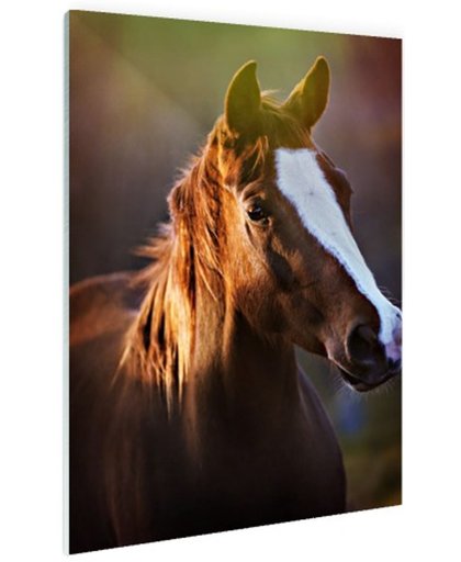 Portret van paard afdruk Glas 20x30 cm - Foto print op Glas (Plexiglas wanddecoratie)