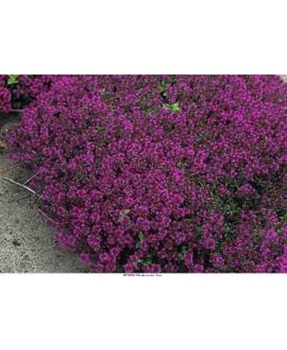 6 x Thymus Praecox 'Purple Beauty' - Tijm pot 9x9cm