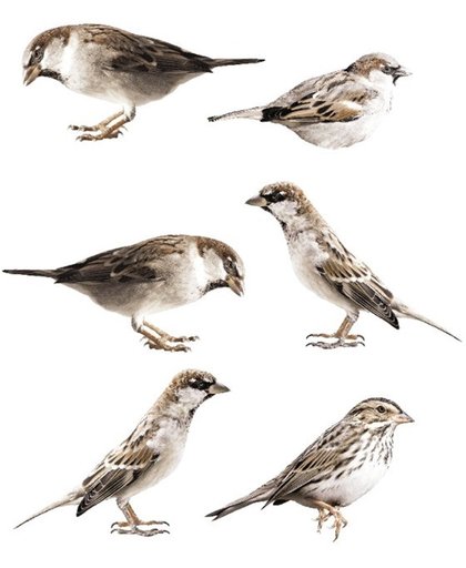 KEK Amsterdam Forest Friends Sparrows - Muurornament - Bruin
