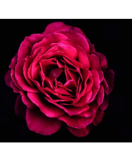 Rozen Behang | Geweldige knop van roze roos | 387 x 250 cm | Extra Sterk Vinyl Behang