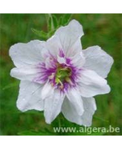 GERANIUM pratense 'Algera Double' (3 planten)