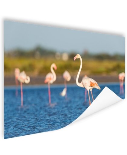 Groep Europese flamingos Poster 150x75 cm - Foto print op Poster (wanddecoratie)