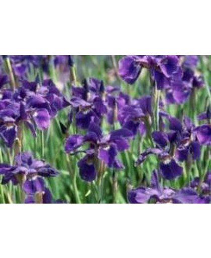 6 x Iris Sibirica 'Caesar'S Brother' -Baardloze Iris pot 9x9cm