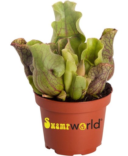 Swampworld® Sarracenia Venosa - Vleesetende Plant - Trompetbekerplant