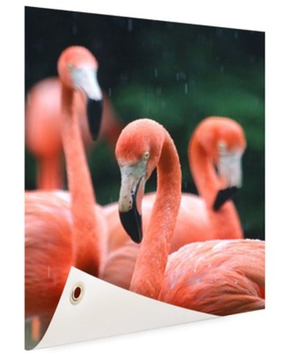 Flamingos in de regen Tuinposter 100x200 cm - Foto op Tuinposter (tuin decoratie)
