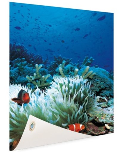 Onderwaterwereld met clownvissen Tuinposter 80x120 cm - Foto op Tuinposter (tuin decoratie)