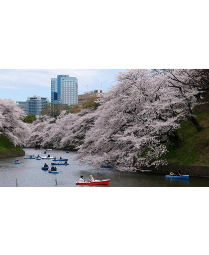 Tokio Behang | Tokyo kersen over de rivier | 444 x 250 cm | Extra Sterk Vinyl Behang