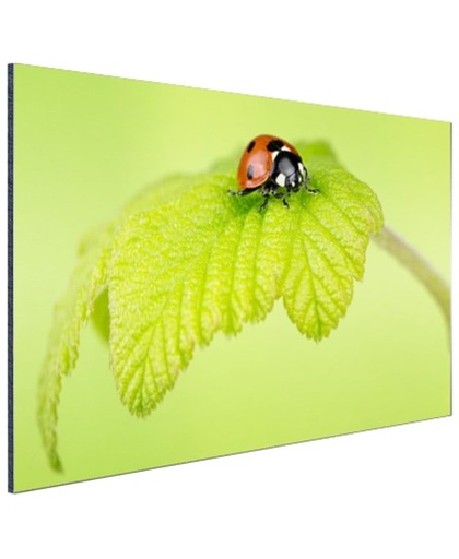 Lieveheersbeestje groen blaadje Aluminium 60x40 cm - Foto print op Aluminium (metaal wanddecoratie)
