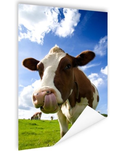 Koe steekt tong uit Poster 80x120 cm - Foto print op Poster (wanddecoratie)