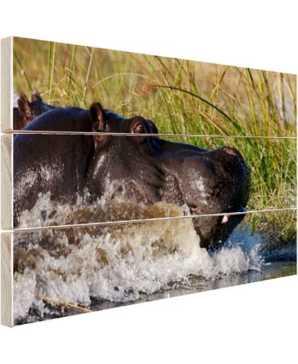 Nijlpaard richting het droge Hout 60x40 cm - Foto print op Hout (Wanddecoratie)