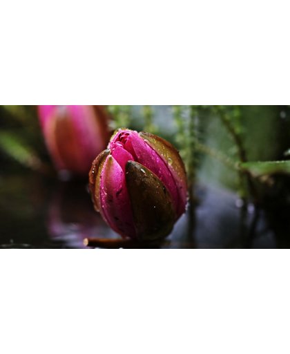 Lotus Behang | Gesloten toppen van lotus | 504 x 250 cm | Extra Sterk Vinyl Behang