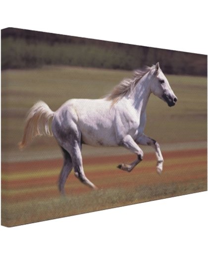 Vrolijk wit paard loopt in grasveld Canvas 80x60 cm - Foto print op Canvas schilderij (Wanddecoratie)