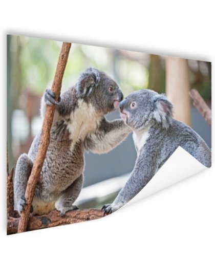 Twee koalaberen op tak Poster 150x75 cm - Foto print op Poster (wanddecoratie)