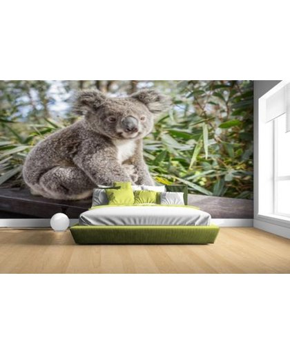 Zittende koala in Australie Fotobehang 380x265 (Airtex, Naadloos)