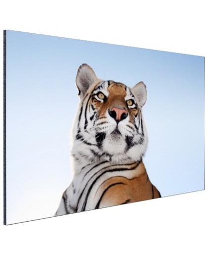 Stoere tijger blauwe lucht Aluminium 60x40 cm - Foto print op Aluminium (metaal wanddecoratie)