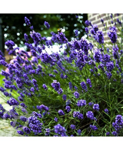 Lavendel zaden biologisch (Lavendula angustifolia) 0.5 g