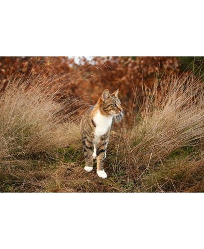 Katten Behang | Kat die onder het gras loopt | 375 x 250 cm | Extra Sterk Vinyl Behang