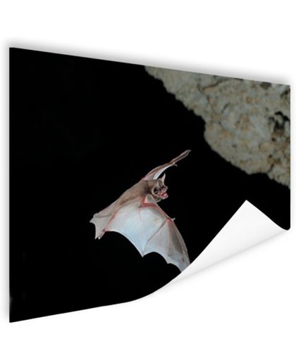 Vleermuis in grot Poster 120x80 cm - Foto print op Poster (wanddecoratie)