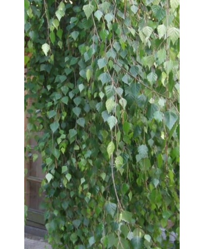 Betula Pendula 'Youngii' - Prieelberk - stamomtrek 8-10 cm hoogte 275 cm pot