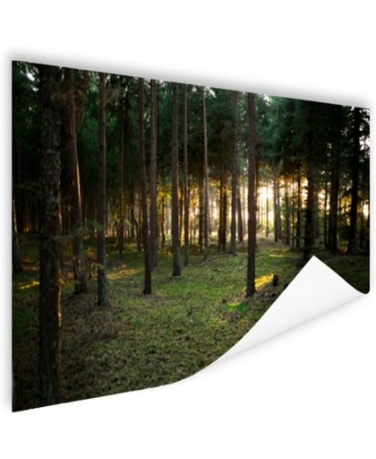 Zon die door bomen in bos schijnt Poster 60x40 cm - Foto print op Poster (wanddecoratie)