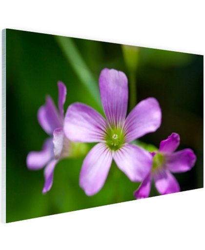 Klein paars bloempje Glas 60x40 cm - Foto print op Glas (Plexiglas wanddecoratie)